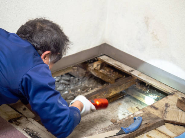 Best Crawl Space Mold Removal  in South Sarasota, FL