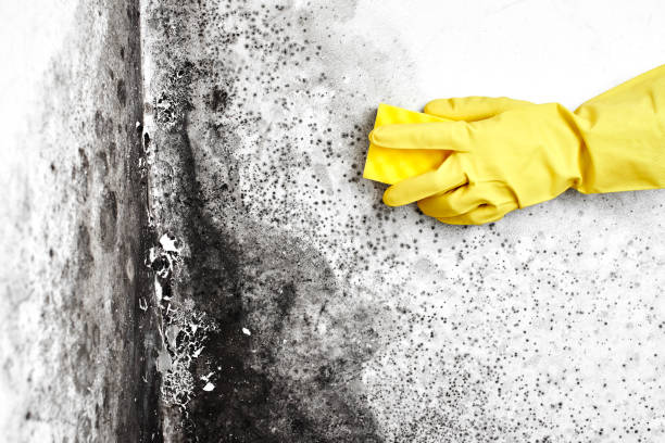 Best Mold Damage Repair  in South Sarasota, FL