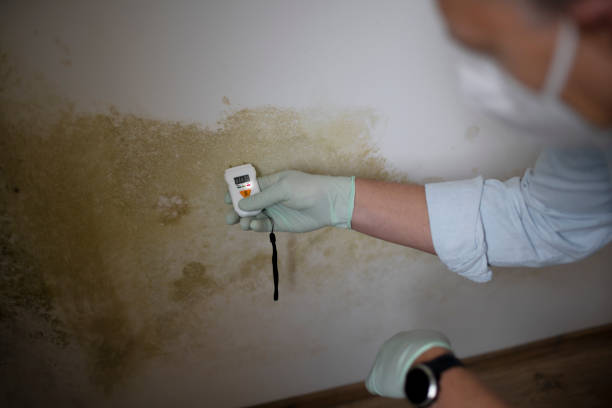 Best Mold Remediation Services  in South Sarasota, FL