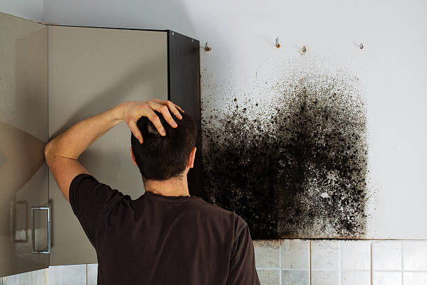 Best Mold Removal Company Near Me  in South Sarasota, FL