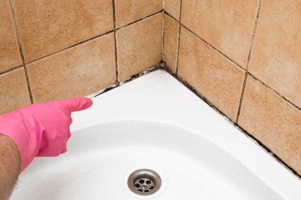Trusted South Sarasota, FL Mold Removal Experts